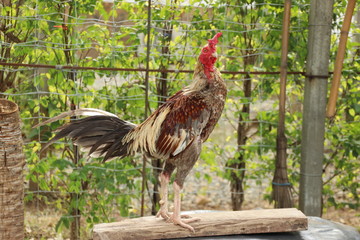 Cock standing on  the log