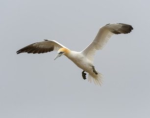 Northern Gannet in Flight, Landing