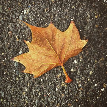 Dark maple leaf on the street.