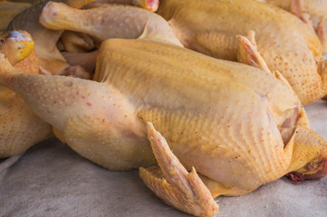 raw hen on a white background