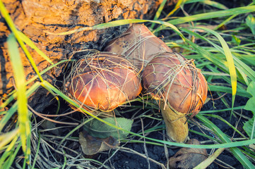 Group of beautiful mushrooms on the fallen leaves in the wild forest