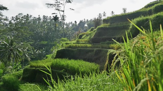 4k footage of a beautiful rice field in Ubud, Bali, Indonesia.