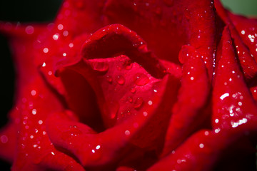 Closed up rose flower background
