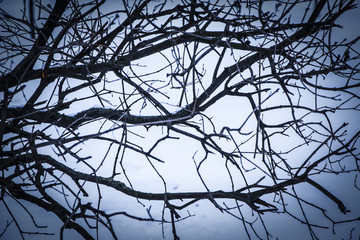 Thin, dry branches. For the background. The quiet nature cold, winter
