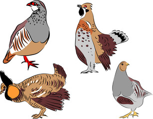Red legged partridge, hazel grouse, greater prairie chicken, grey partridge