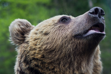 Fototapeta na wymiar The muzzle of a brown bear