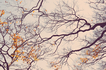Dried nature silhouette tree branch on sky abstract background.