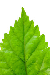 Green leaves isolated on a white background.