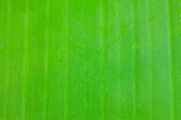 Green leaf texture for background.