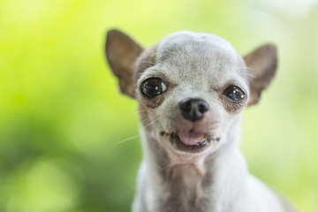 Chihuahua dog