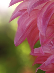 flower big petals on a  blurred green sunny background. floral composition. floral background.  Nature..