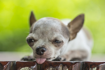 Chihuahua dog relaxing