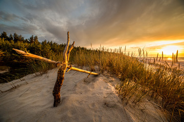 Obraz premium Sand dunes against the sunset light on the beach in northern Poland