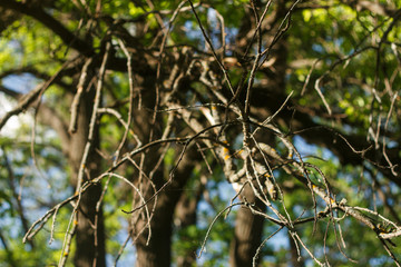 Fototapeta premium Trees in the forest