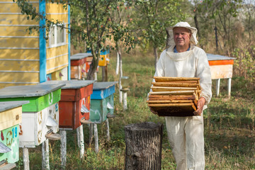 Beekeeper is working with bees and beehives on the apiary.