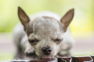 Chihuahua dog relaxing