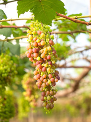 Wine grapes in vineyard on a sunny day, select focus