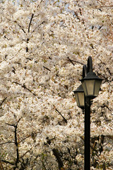 The cherry blossom is very brilliant