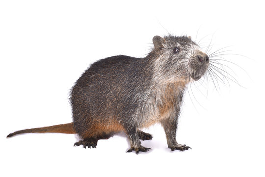 Cuban hutia, Capromys pilorides