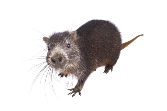 Cuban hutia, Capromys pilorides