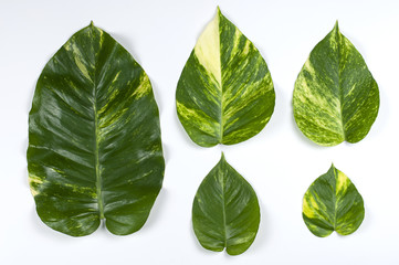 Set of golden pothos leaf on white background.