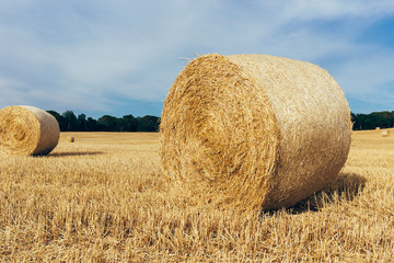 Fototapeta premium Haystacks in fields