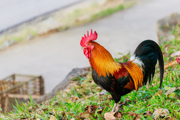 colorful rooster on green nature background