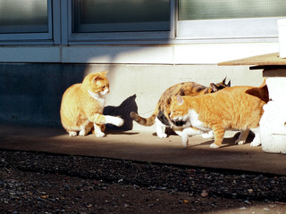 Cats group
