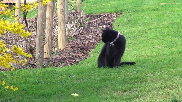 Unser schwarze Katze "Puma" hat einen markanten wei&szlig;en Fleck auf der Brust (Totale)