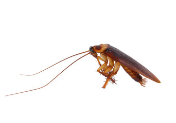 Cockroach isolated on a white background