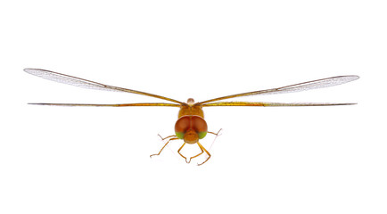 dragonfly isolated in white background