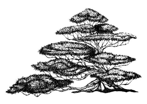 free hand drawing big tree, vector illustration design