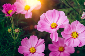 Pink cosmea flower under sunlight with selective focus and blurry background. sun lighting flare effect.