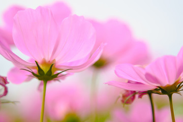 Obraz premium Pink cosmea flower under sunlight with selective focus and blurry background.