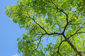 Nature tree branch green leaf