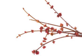 Spring branch isolated 