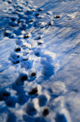 Paw prints in snow