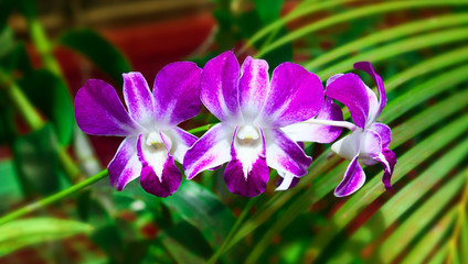 Beautiful orchid phalaenopsis.