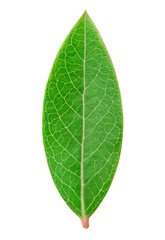 Obraz premium Blueberry leaf isolated on a white background with clipping path