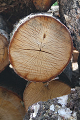 Naklejka premium Brennholz