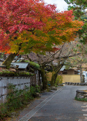 Obraz premium Maple tree in autumn season,colorful tree