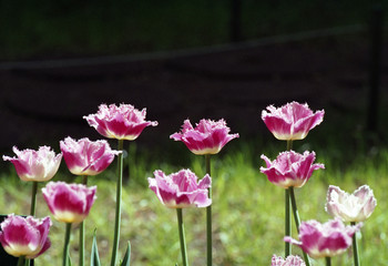 Tulips, yellow, pink and white flowers.