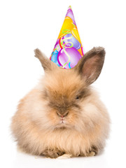 Rabbit in birthday hat l looking at camera. isolated on white 