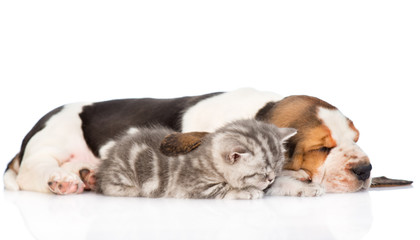 Kitten and puppy sleeping together. isolated on white background