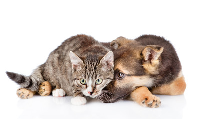 Sad crossbreed dog and tabby cat lying in front. isolated on white