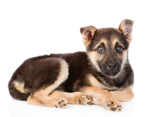 sad mixed breed puppy dog looking at camera. isolated on white 