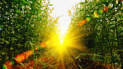 Beautiful of farm Yellow Crotalaria flower with lighting flare effect in Thailand.
