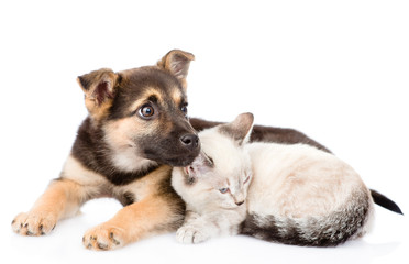 mixed breed dog lying with small cat together. isolated on white