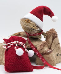 Christmas Lizard