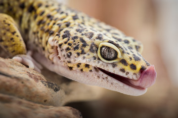 Licking Leopard Gecko